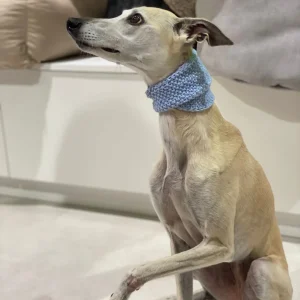 Necky Italian Greyhound