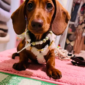 Teddy White Pepper Harnas